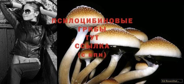 прущие грибы Балабаново